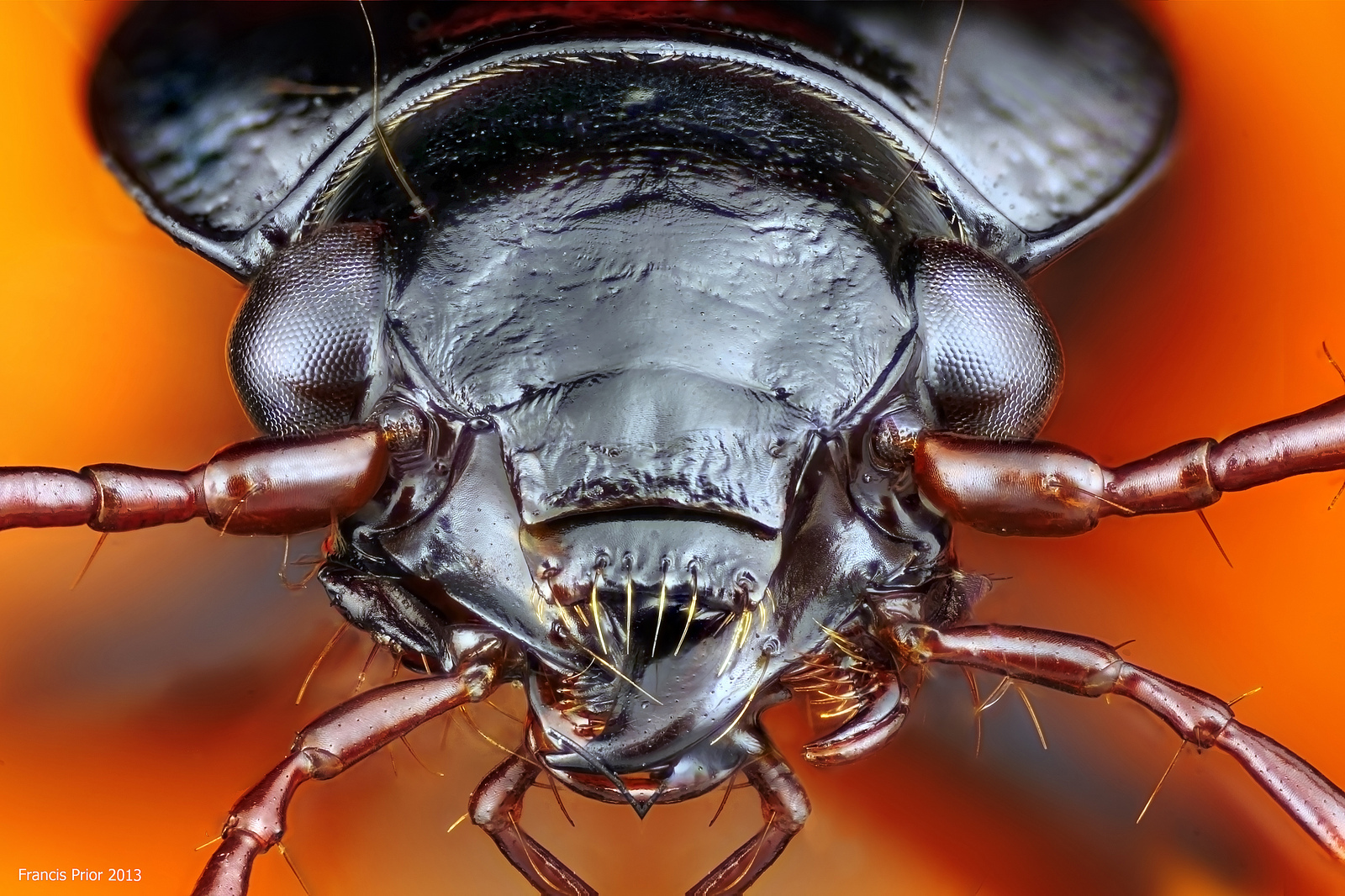 Insectă genul Nebria