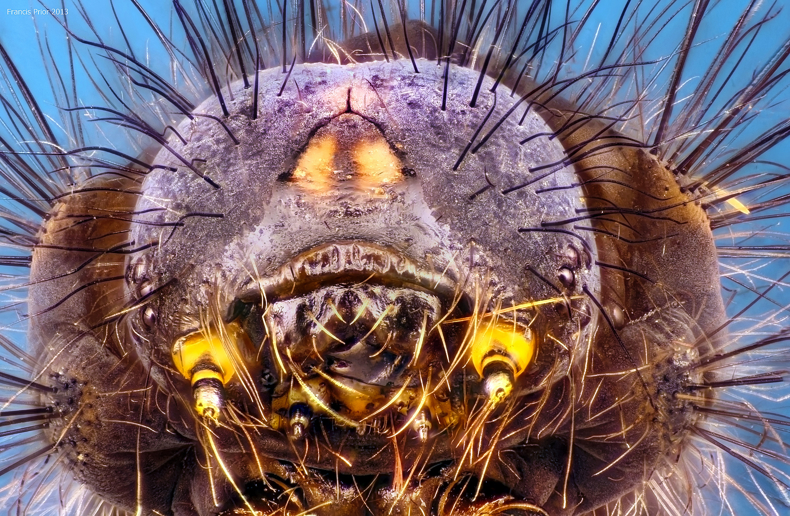 Omida Tyria jacobaeae 