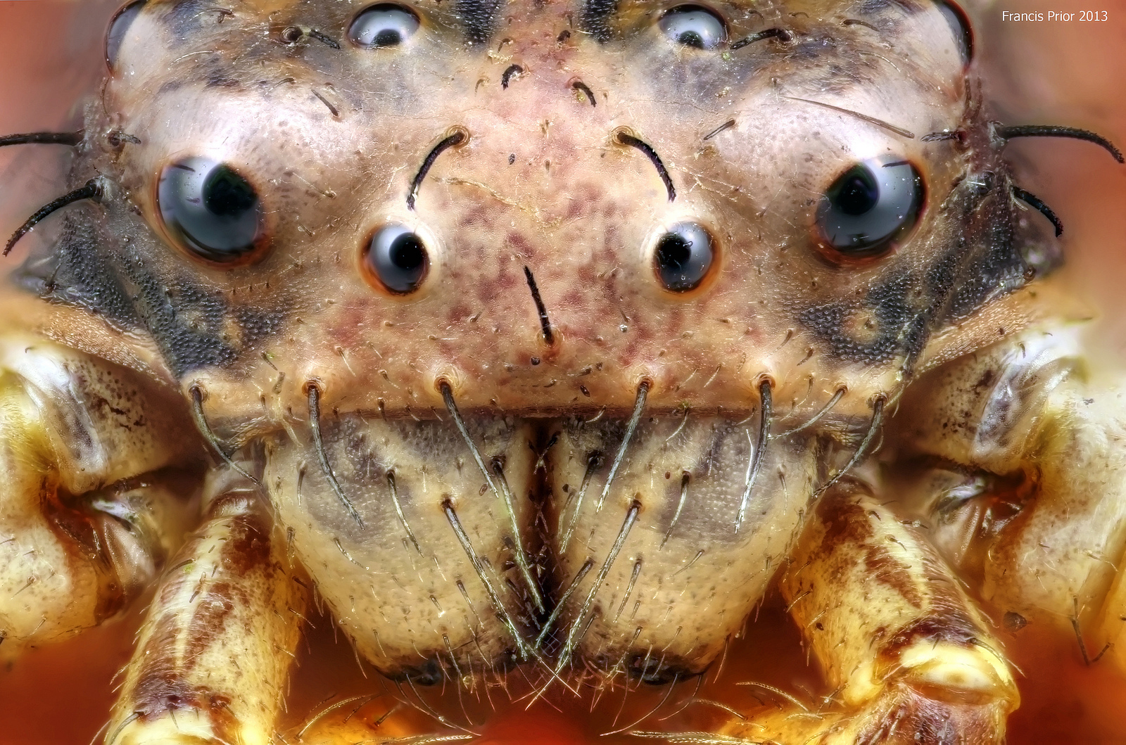 Păianjen din familia Thomisidae