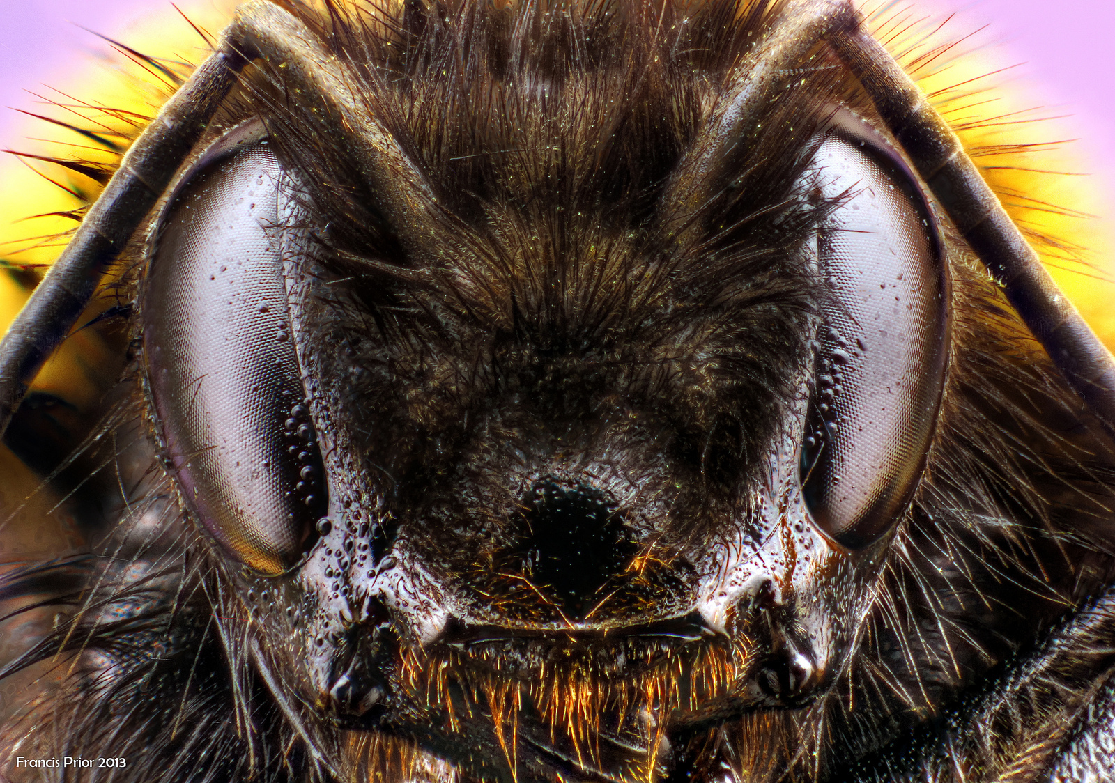 Portretul unui bondar