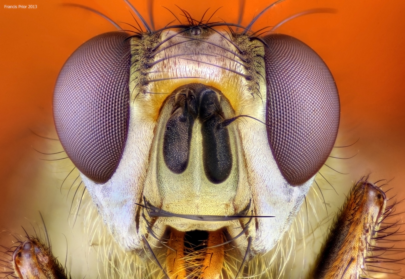 Insecta din familia Scathophagidae