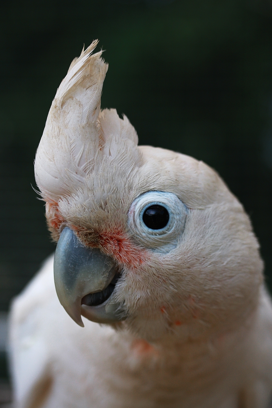 Cacatua goffini