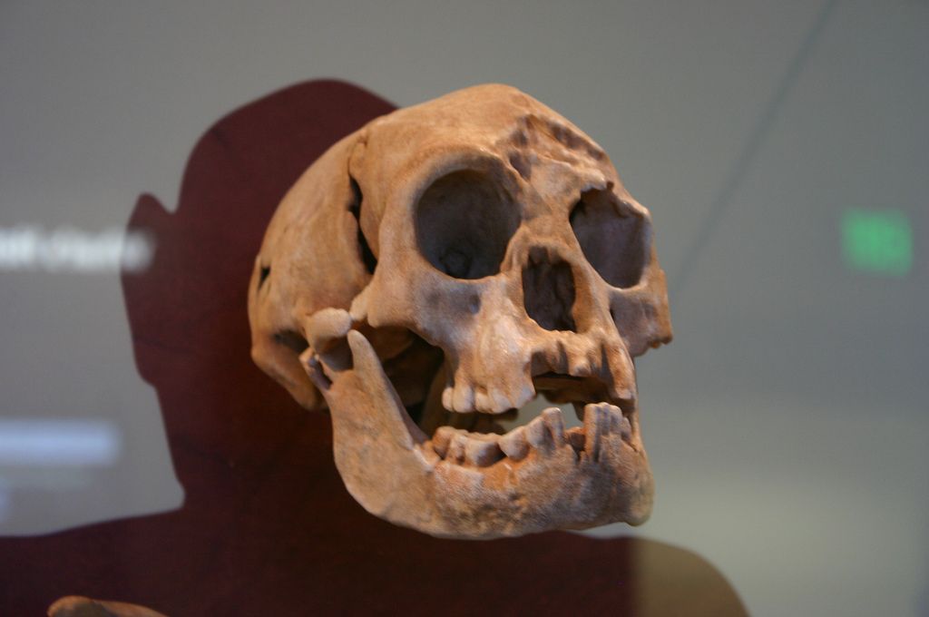 Homo floresiensis