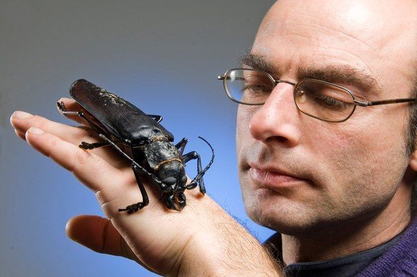 Titanul: cel mai mare gândac din lume 