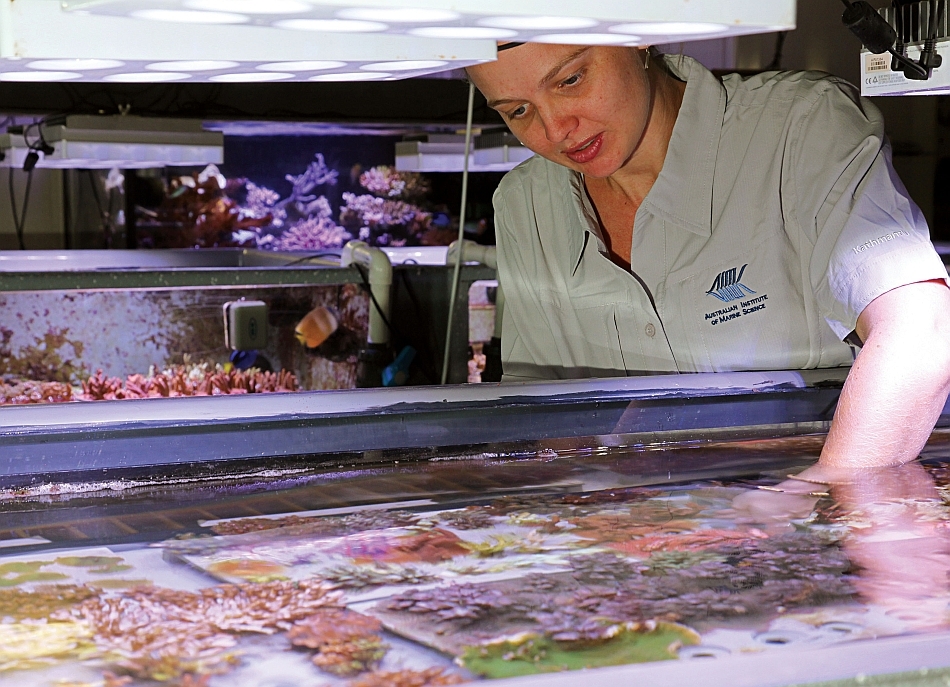 Cercetător studiind corali în cadrul National Sea Simulator