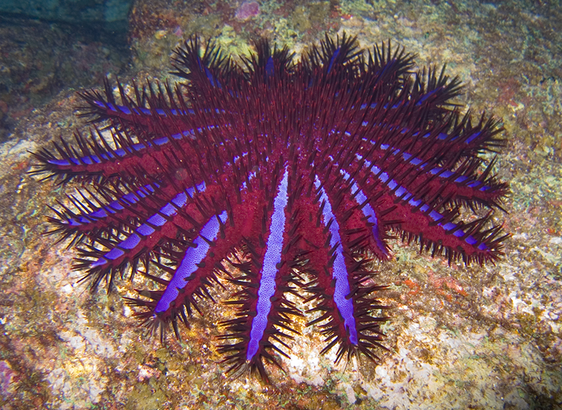 Steaua de mare Acanthaster planci