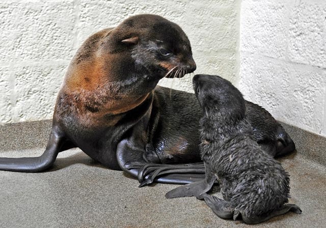 Cum arată un pui nou-născut de focă nordică cu blană? (FOTO/VIDEO)