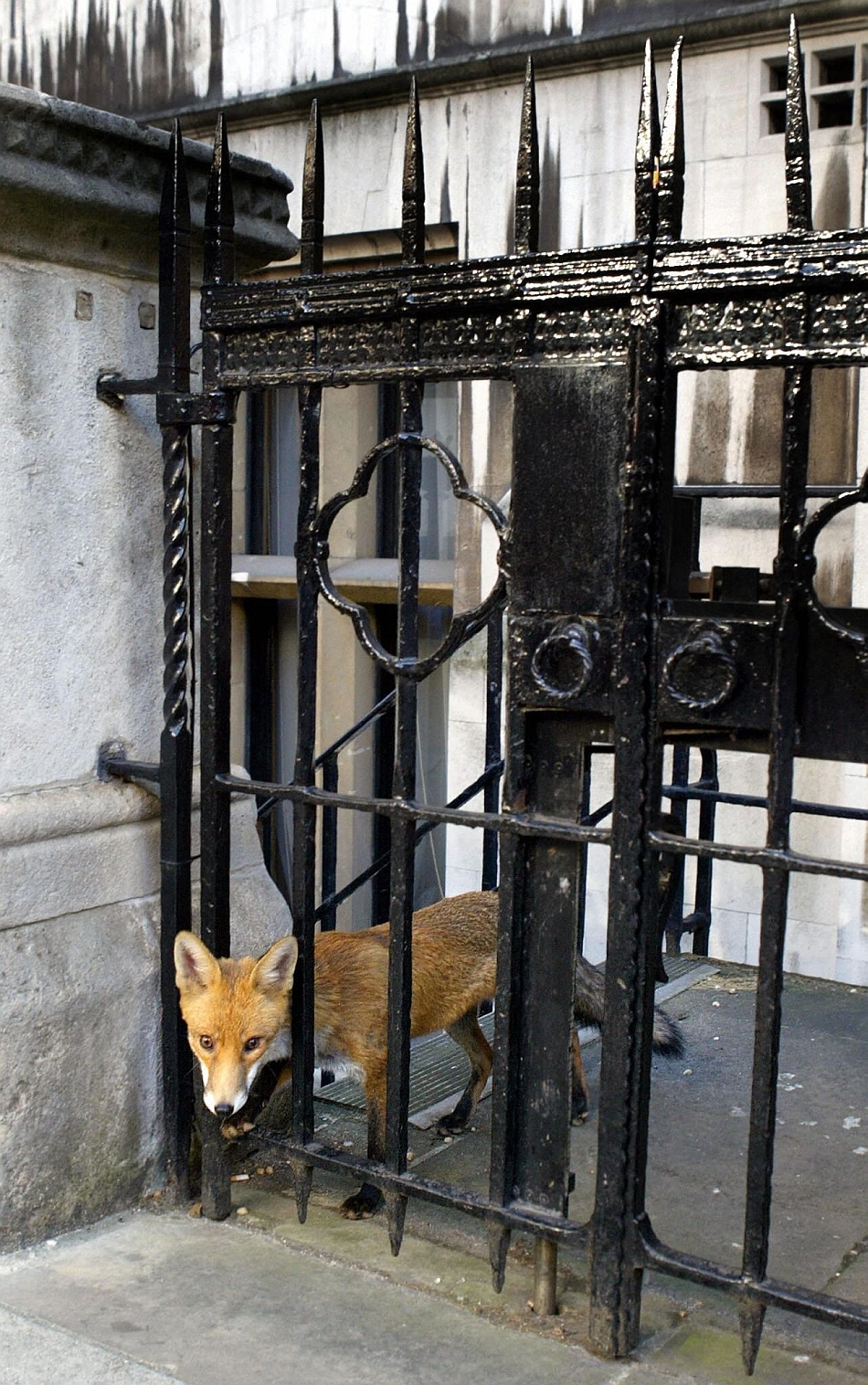 O vulpe priveşte printr-o poartă a Royal Courts of Justice, instituţie aflată în centrul Londrei