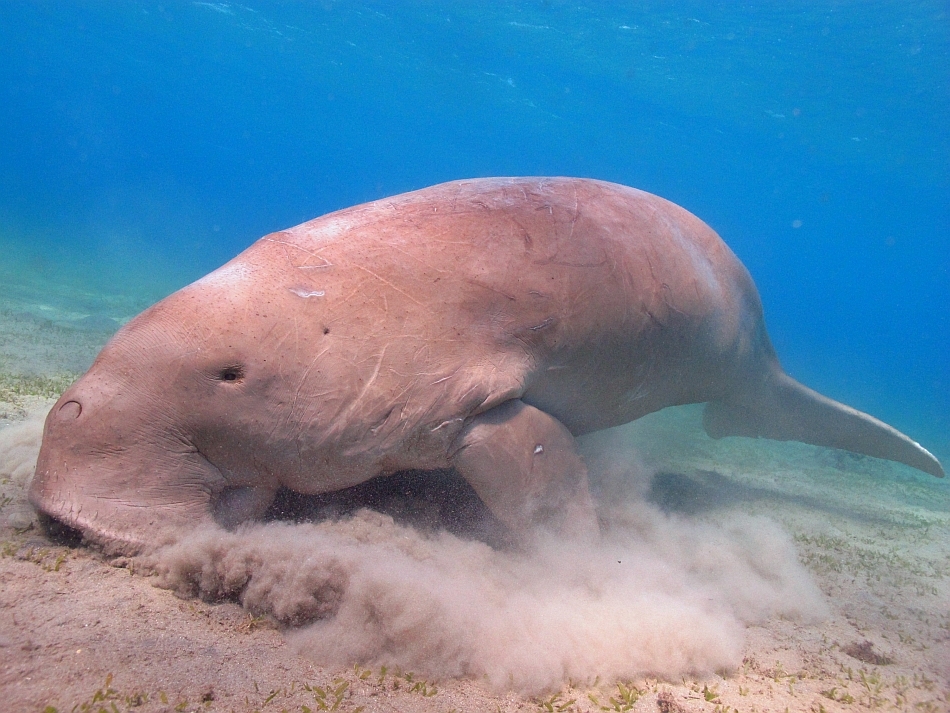 Potrivit oamenilor de ştiinţă vacile de mare ar fi sursa mitului sirenelor