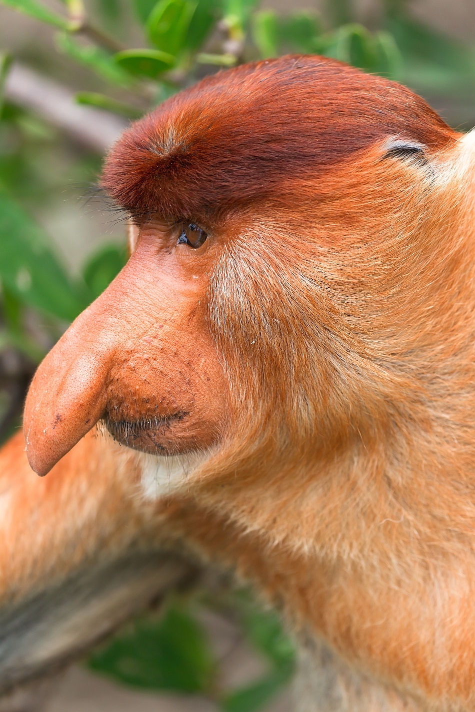Maimuţa cu trompă (Nasalis larvatus)