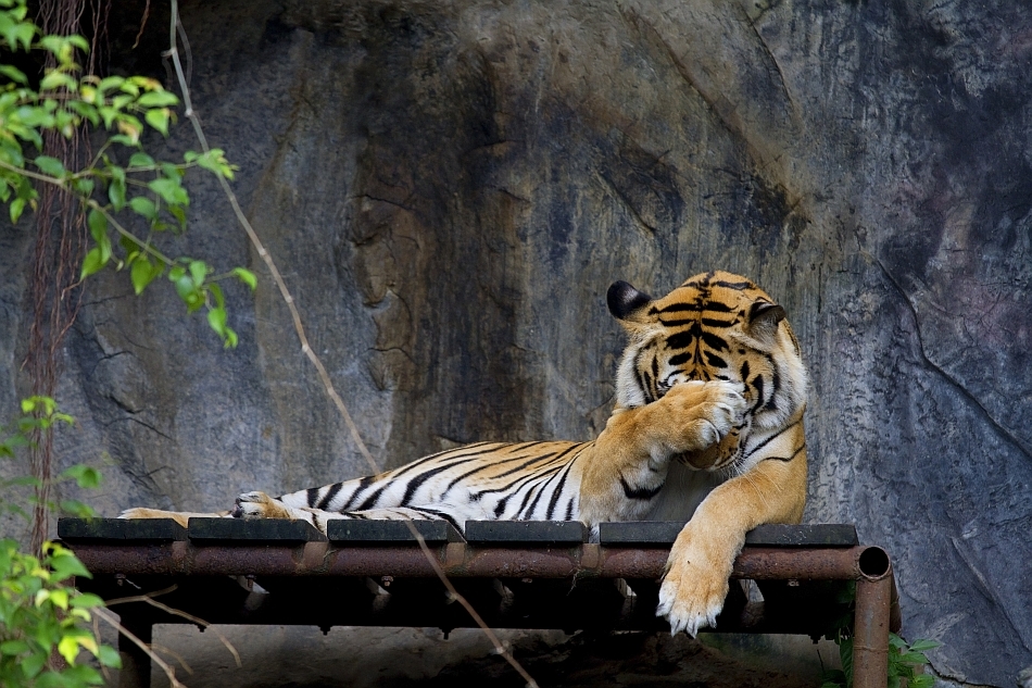 De ce nu există aproape nicio diferenţă între pisica ta şi un tigru?