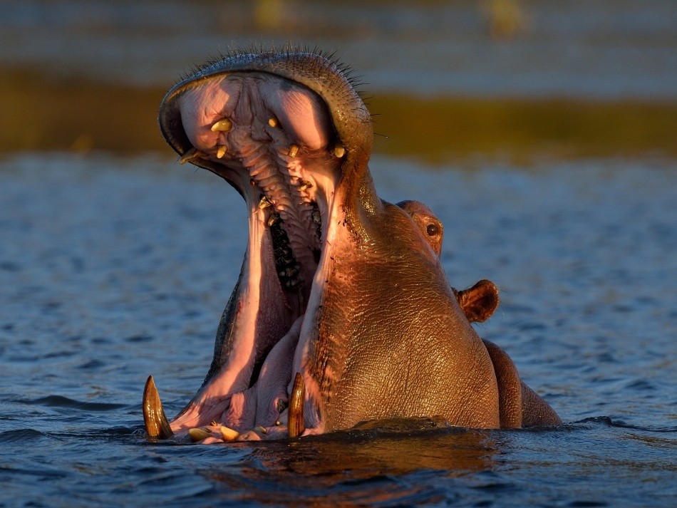 Cele mai dureroase şase muşcături din lume şi mărturiile celor care le-au experimentat