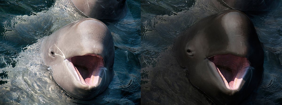 Marsuinul comun şi marsuinul Dall