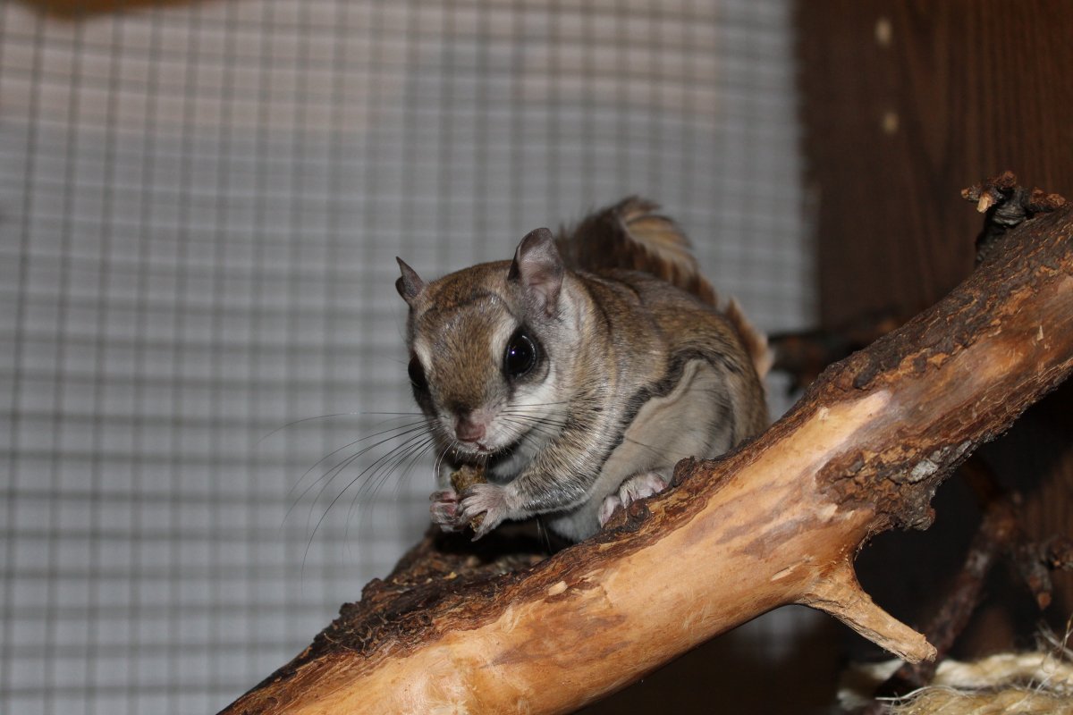 Hibrid între veveriţa zburătoare nordică şi cea sudică