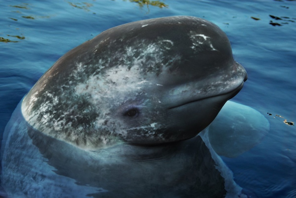 Acesta este un hibrid beluga-narval