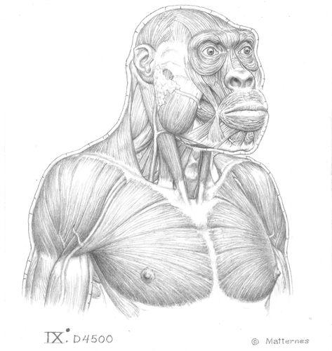Aşa ar fi arătat hominidul care a trăit acum 1,8 milioane de ani în apriopiere de Dmanisi