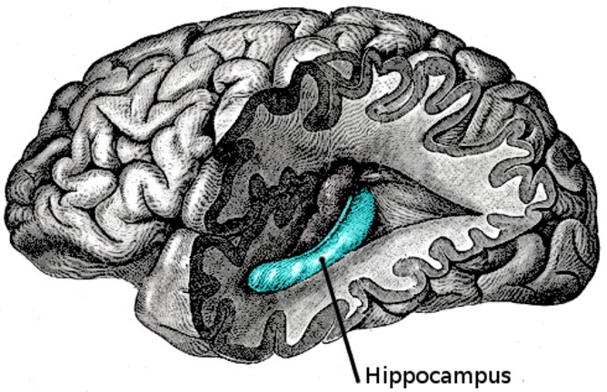 Hipocampul
