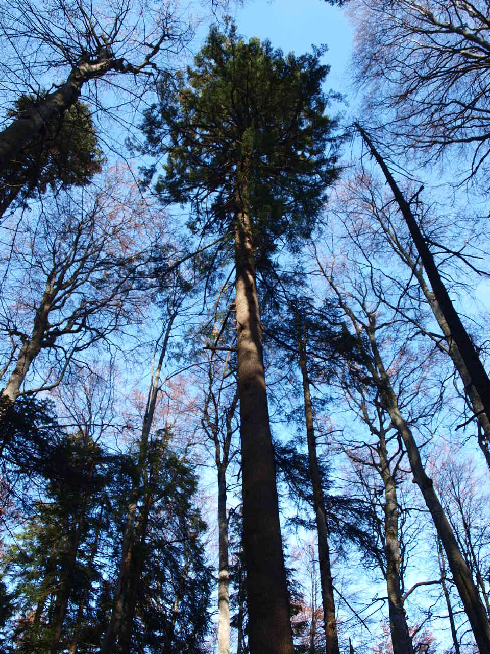 Cel mai înalt brad nedoborât măsurat în România