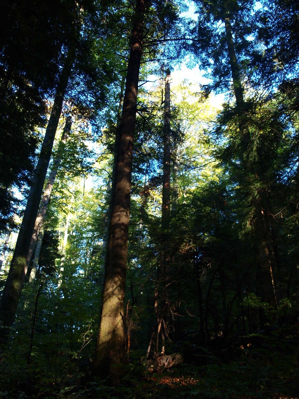 Cel mai înalt brad nedoborât măsurat în România