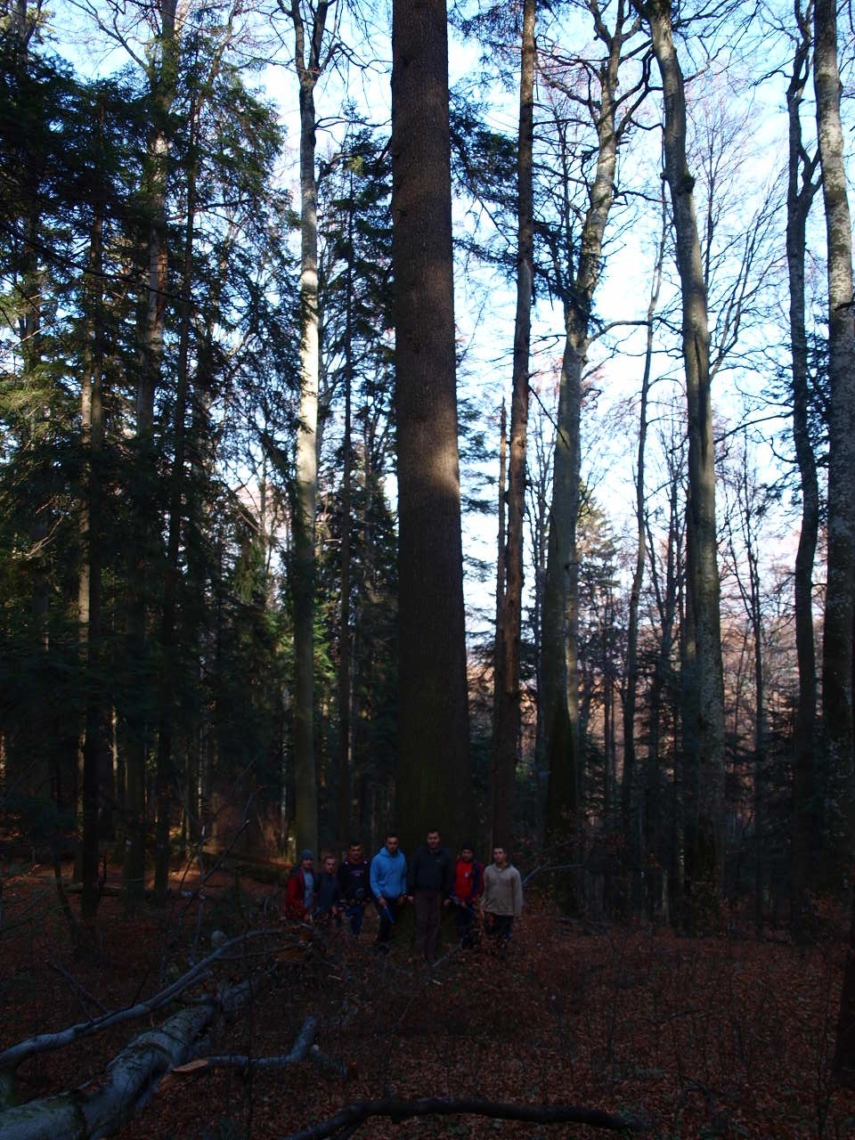 Cel mai înalt brad nedoborât măsurat în România