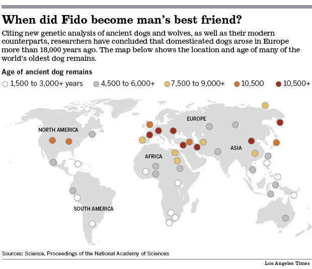 Rămăşiţe de câini descoperite
