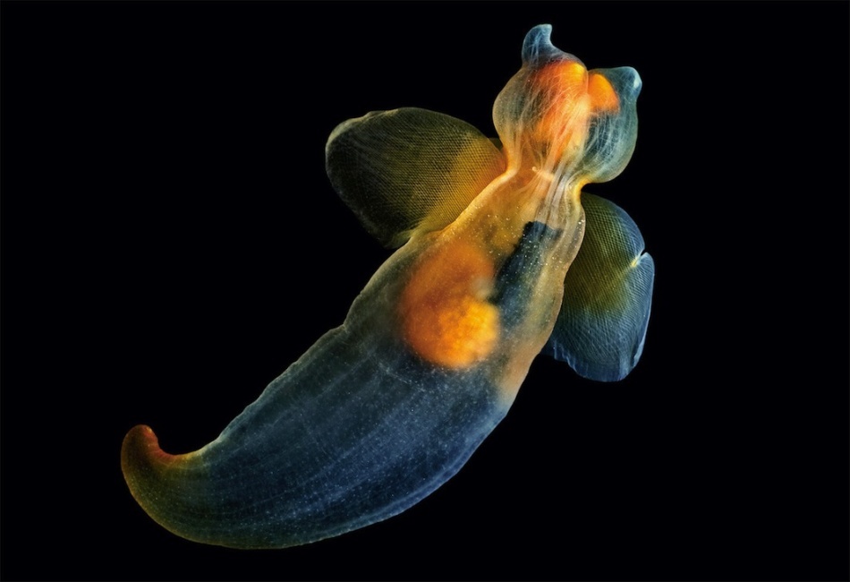 Îngerul de mare (Clione limacina)