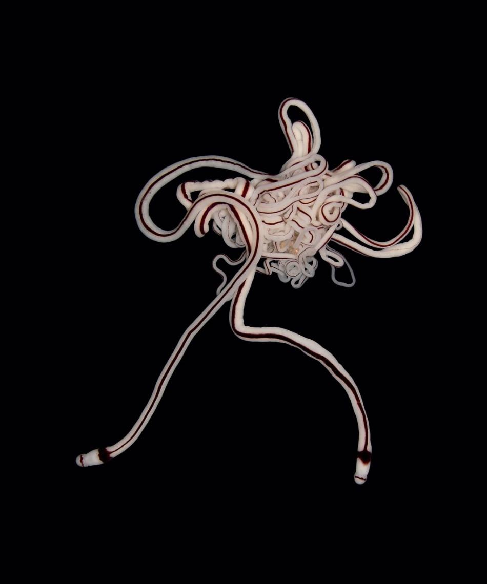 Doi viermi panglică (Baseodiscus hemprichii)