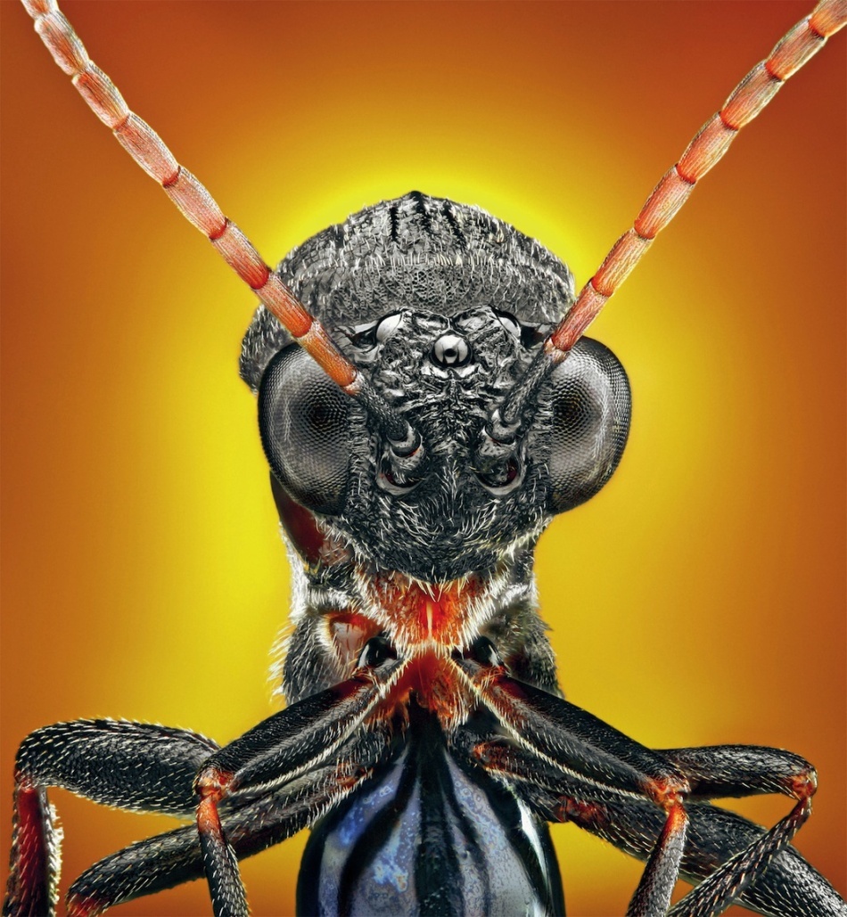 Viespe din familia Cynipidae