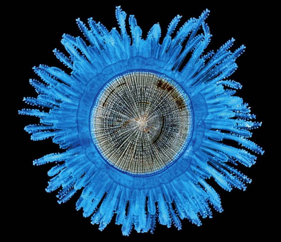 Nasturele albastru (Porpita porpita) arată ca un singur individ dar el este alcătuit dintr-o colonie de polipi cu funcţii specializate