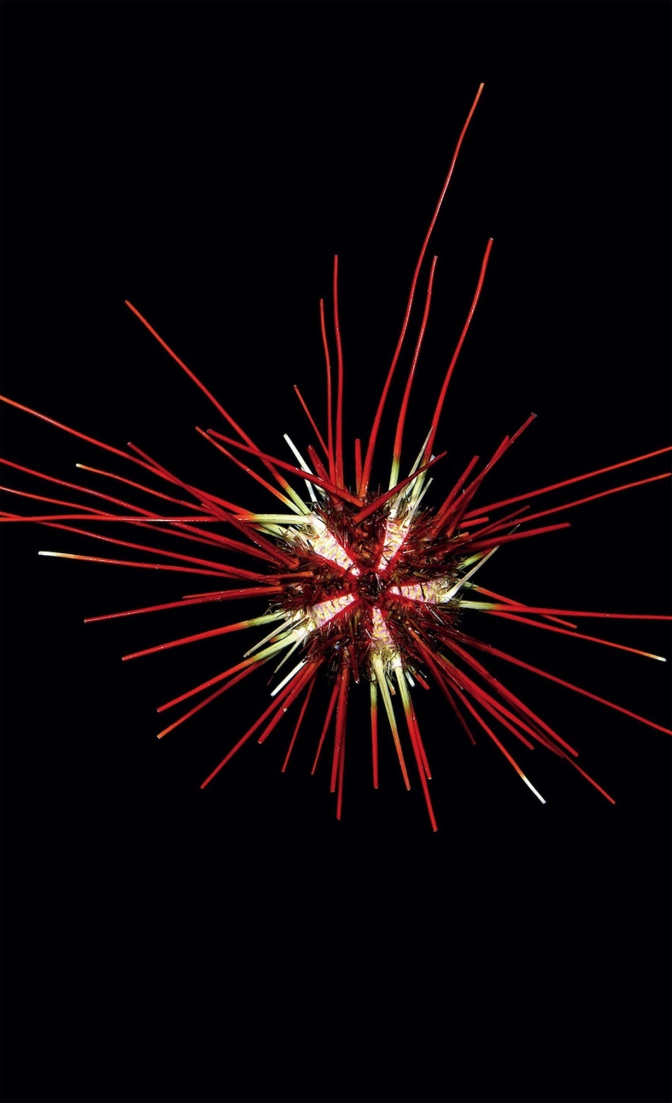 Spinii echinoidului Coelopleurus floridanus