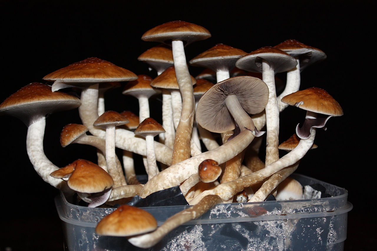 Ciuperci magice „Psilocybe cubensis”