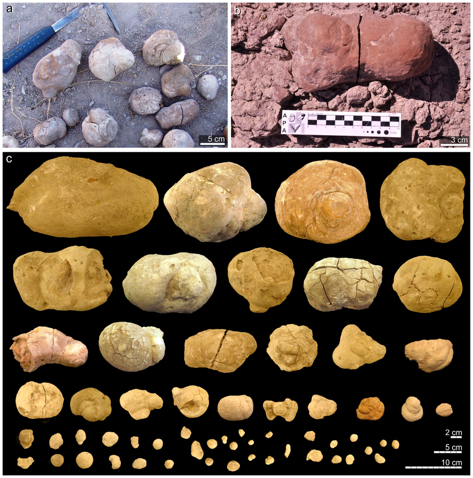 Fecale de Dinodontosaurus 