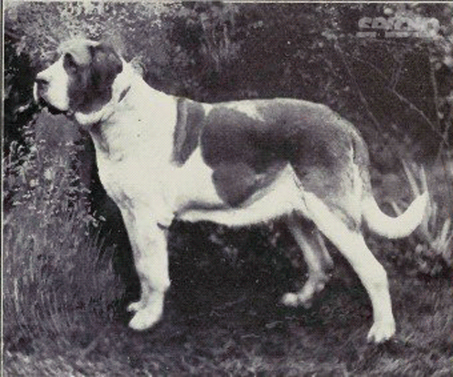 St. Bernard