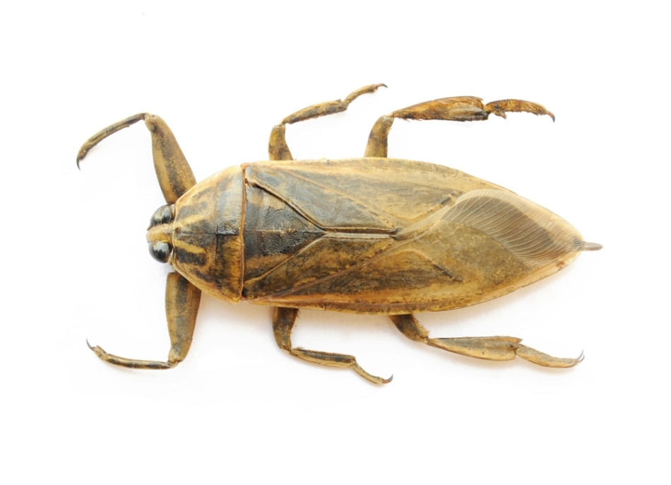 Gândac de apă dulce