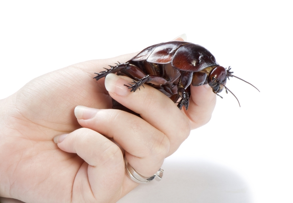  Macropanesthia rhinoceros