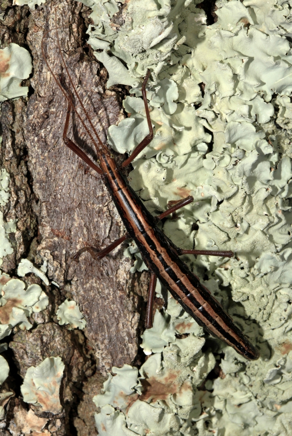 Insecta beţe ambulante