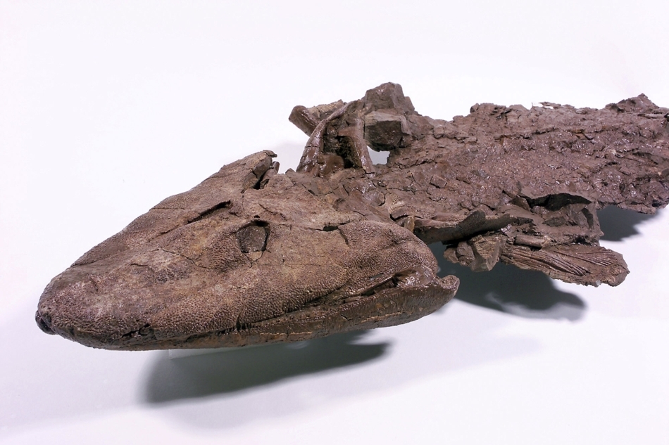 Fosilă de Tiktaalik roseae