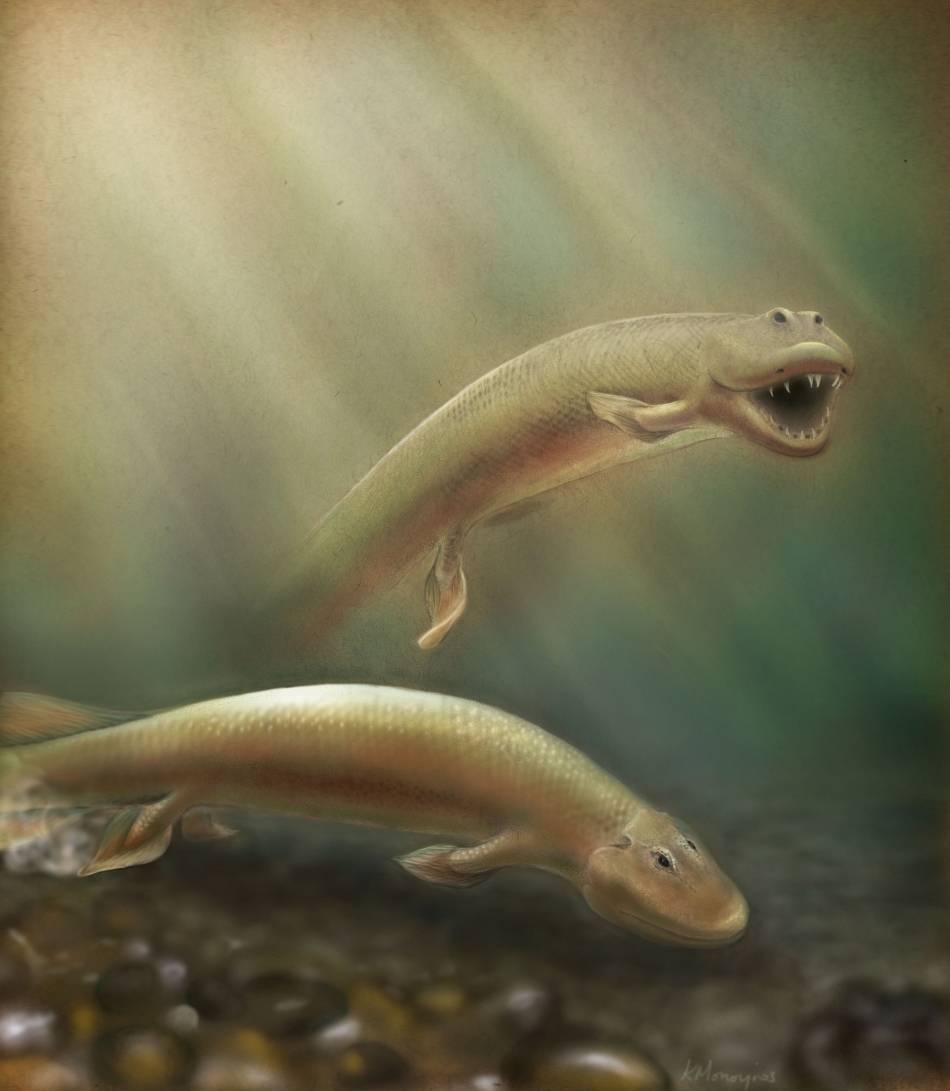 Tiktaalik roseae în mediul său natural