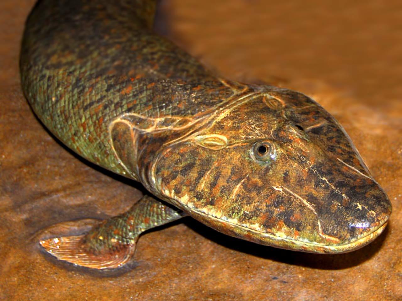 Reconstituire a lui Tiktaalik roseae