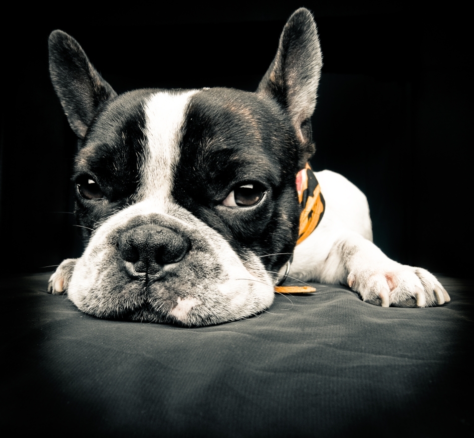 Buldogul francez a cunoscut o creştere de 323 % în privinţa numărului total de înregistrări la nivel naţional faţă de anul 2003, potrivit AKC.