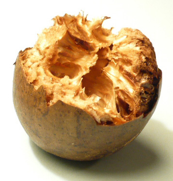 Siraitia grosvenorii are zero calorii şi este folosit ca îndulcitor în Statele Unite