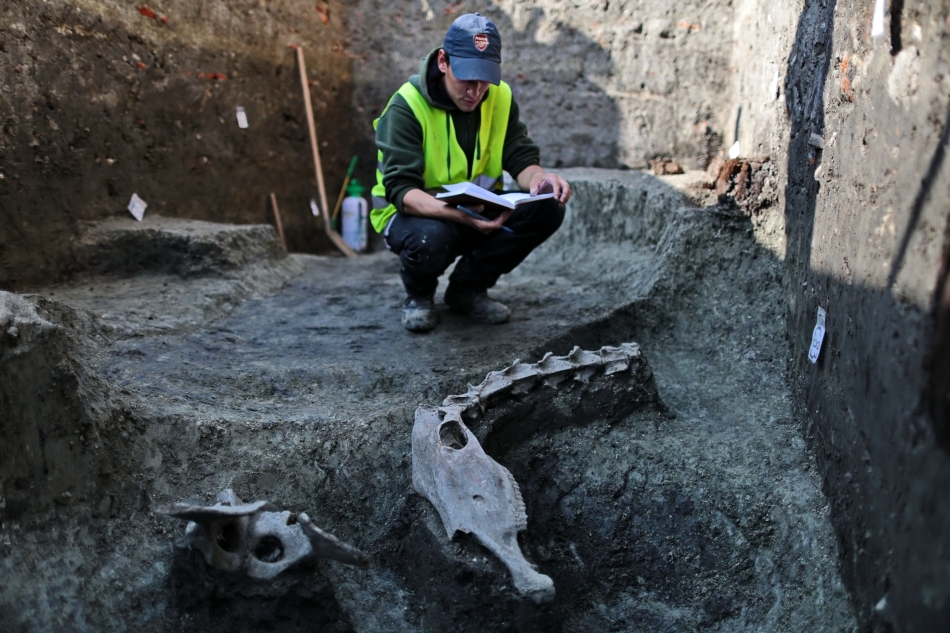 Arheologul Dragoş Diaconescu de la Muzeul Banatului, care desfăşoară cercetări pe şantierul din Piaţa Unirii din Timişoara, a declarat că au fost găsite oasele unui animal de talie mare, 
