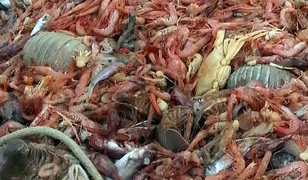 Izopode uriaşe printre creveţii prinşi de pescar