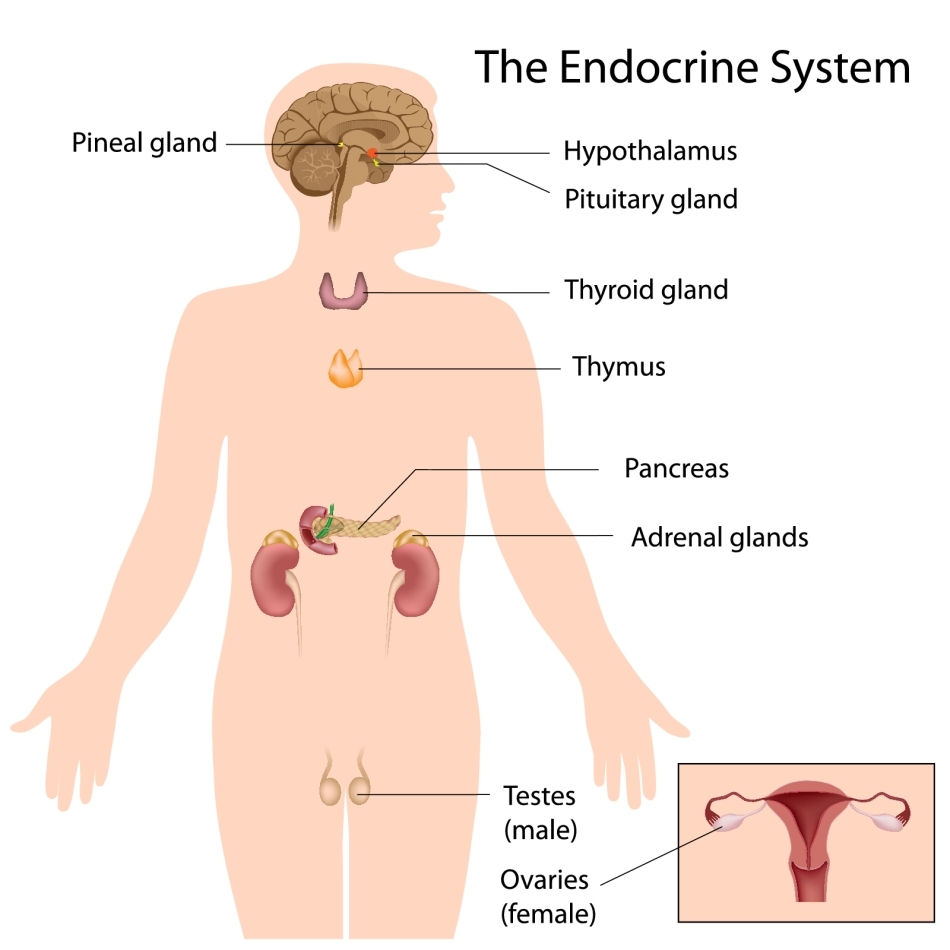 Sistemul endocrin