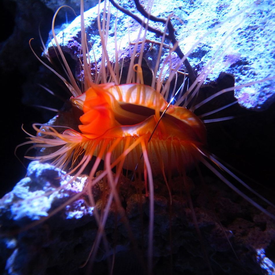 Ctenoides ales, sau „scoica disco”, din Oceanul Pacific.