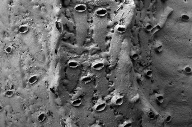 Fosile de Protulophila