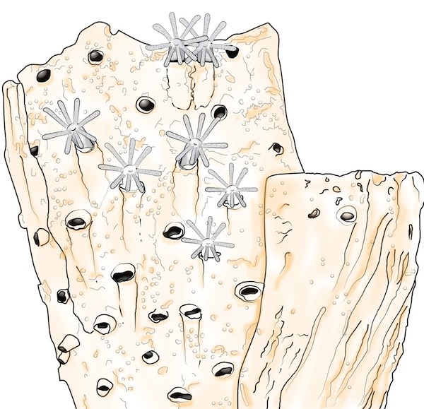Protulophila trăiesc în găuri minuscule din viermii tubulari