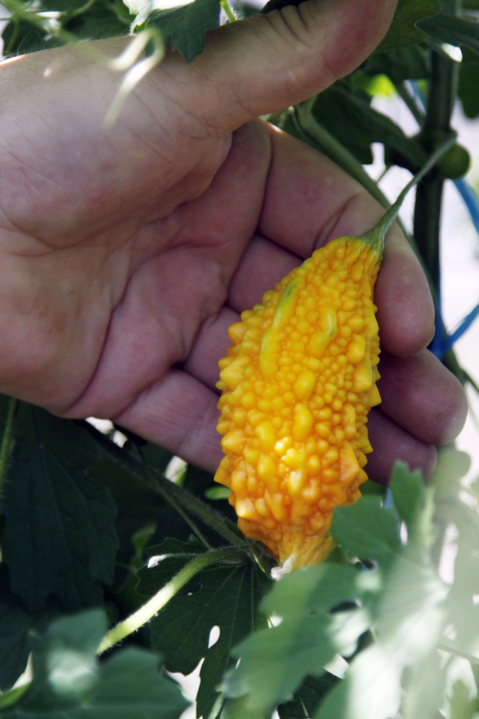 Un soi de castravete amar, Momordica Charantia, este produs in serele Statiunii de Cercetare-Dezvoltare pentru Legumicultura Buzau, luni, 21 iulie 2014.