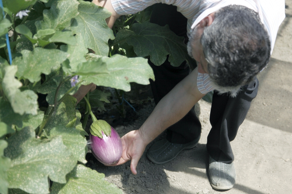Vinete de culoare mov vargata sunt produse in serele Statiunii de Cercetare-Dezvoltare pentru Legumicultura Buzau, luni, 21 iulie 2014.