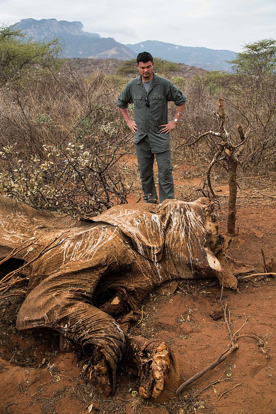 Braconierii ucid aproape 100 de elefanţi zilnic, pentru a le lua fildeşii. 
